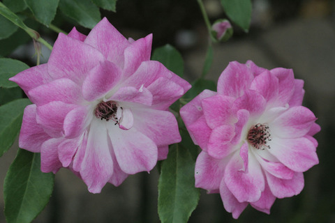 ブリリアント　ピンク　アイスバーグsIMG_6495