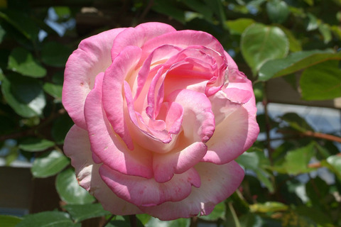 プリンセス　ドゥ　モナコsDSCF0831