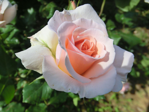 ヨハン　シュトラウス0322