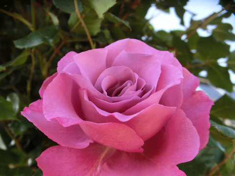 ショッキング　ブルー8621