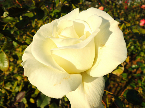 ホワイト　マスターピース6494