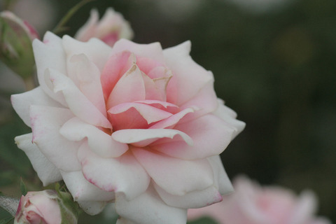 レディ　メイアンディナsIMG_7058