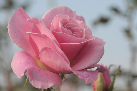 ピンク　フレンチレースsIMG_5891