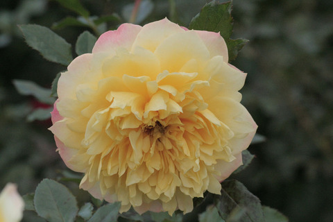 ファイアーワークス　ラッフルsIMG_5834