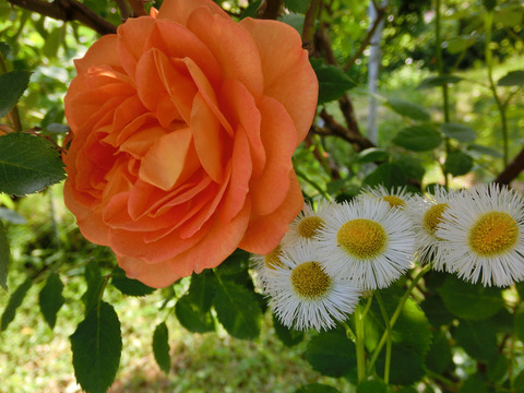 レディ　オブ　シャーロットsCIMG4086