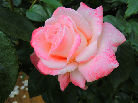 エイプリル　イン　パリsDSCN4921