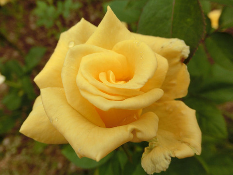 ドフト　ゴールドsCIMG5013