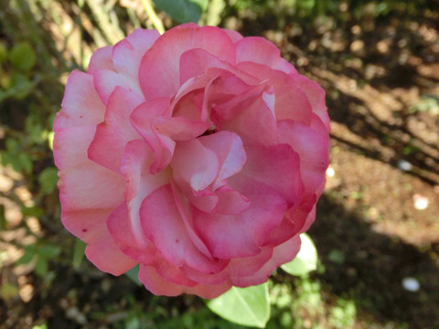 アクロポリス　ロマンティカsCIMG8638