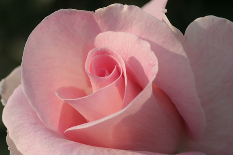 サマー　レディ4938