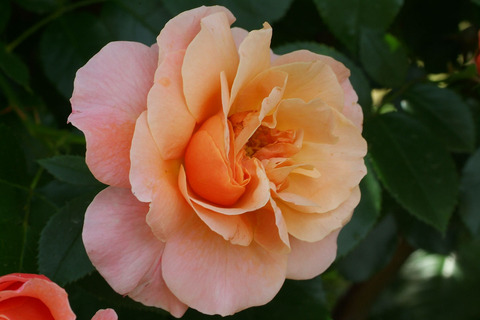 ウーメロsDSCF1732