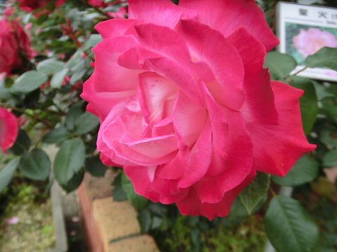 せいか　聖火　（せいか）sCIMG5795