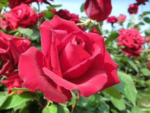 ねつじょう　熱情0466