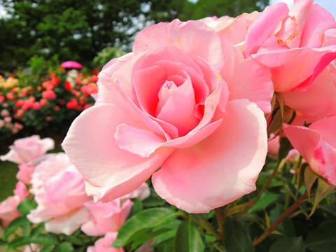 さくらがい　桜貝sDSCN5304