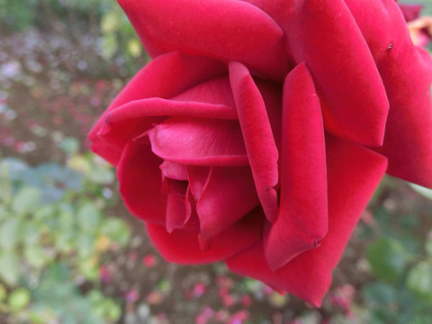 コンラッド　ヘンケルsCIMG8332