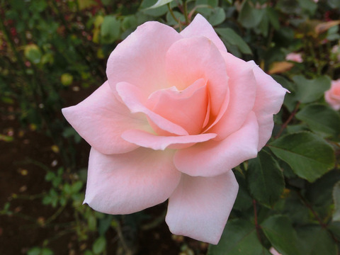 ゆうか　優花　（ゆうか）sCIMG7465