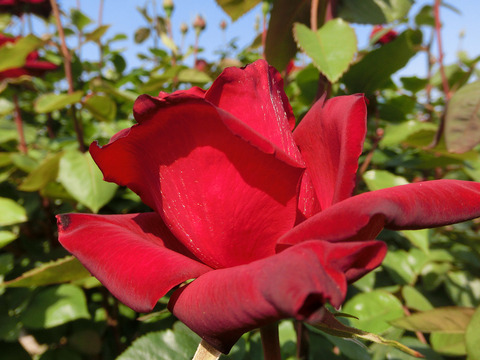 ねつじょう　熱情sCIMG3993