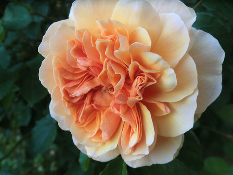 ポート　サンライト9061