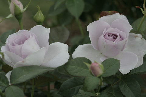 ブルー　バユーsIMG_7432