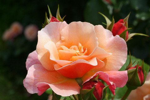 ウーメロsDSCF1717