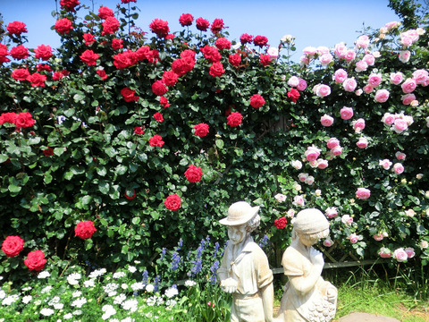 グランデ　アモーレとピエール　ド　ロンサール9921