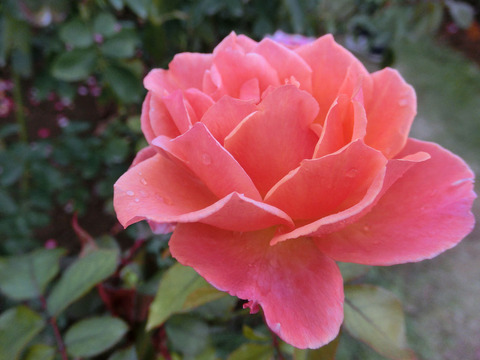 アルブレヒト　デューラー　ローズsCIMG6120