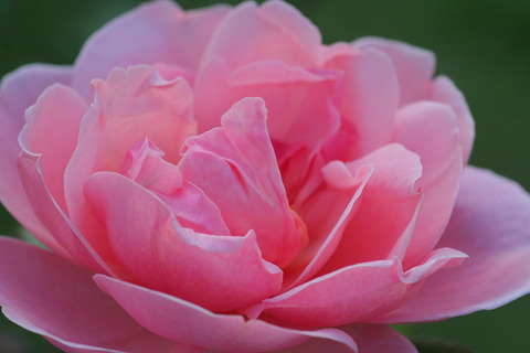 ブラザー　カドフィール