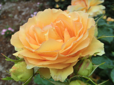 ユリイカsCIMG6460