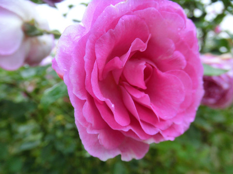 コティヨン　1528