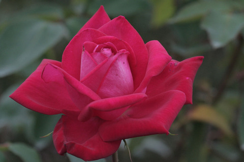 うたげ　宴　（うたげ）sIMG_6688