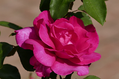 パローレs_1220510