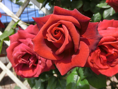 テラコッタsCIMG4828