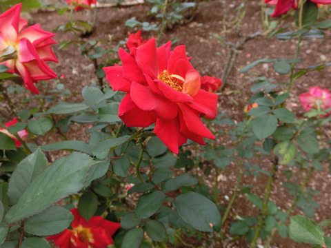 あやおりsCIMG4998