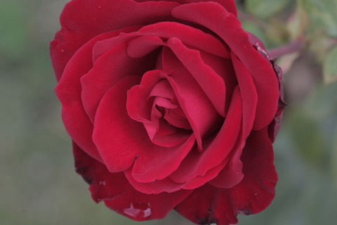 ヘルツ　アスsIMG_5215