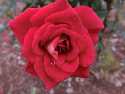 あやおりsCIMG5000