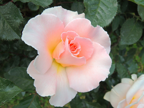 スプリング　コサージュsDSCN3896