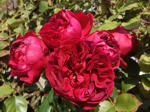 ルージュ　ピエール　ドゥ　ロンサール8784