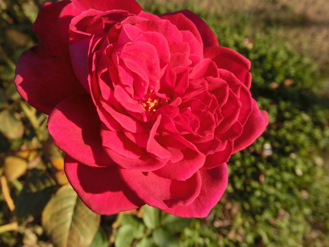 ゲーテ　ローズ8735