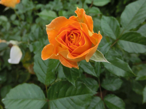 ゴレデルゼsCIMG7513