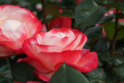 ノスタルジィsDSCF2590