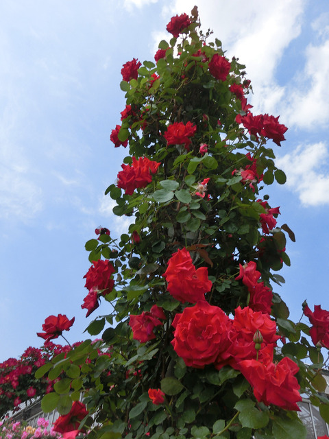 ほのおのなみ　焔の波sCIMG3879