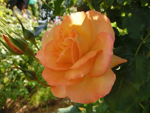 サハラ　’９８sCIMG4117