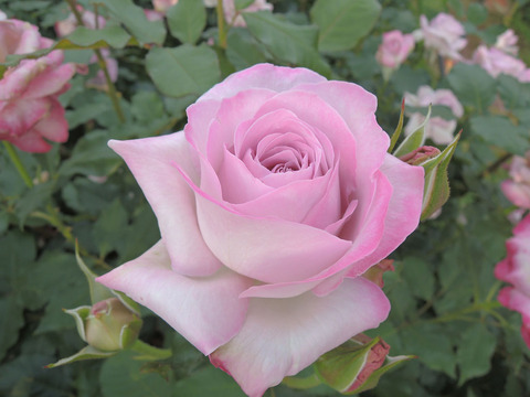 ライラック　ビューティ4388