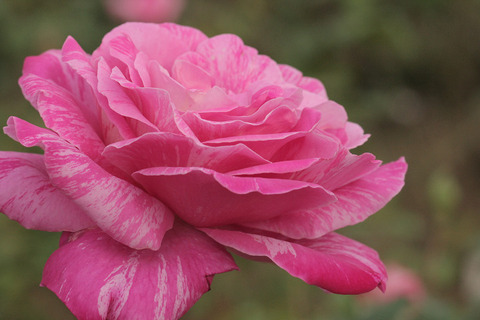 キャンディ　ストライプ