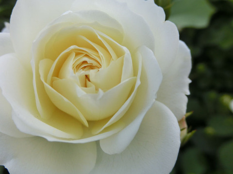 バニラ　ボニカ1297