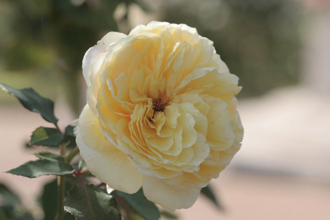 かいきょ　快挙sIMG_4520