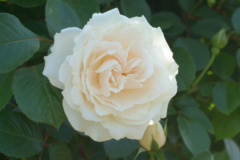 プリンセス　オブ　ウエールズ正式不詳sDSCF1359