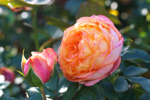 ベビー　ロマンティカsDSCF8492