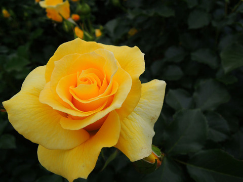 サン　フレーア0893