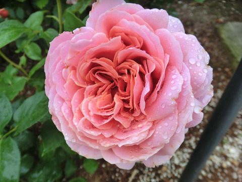 ロマンティック　アンティークsCIMG6384