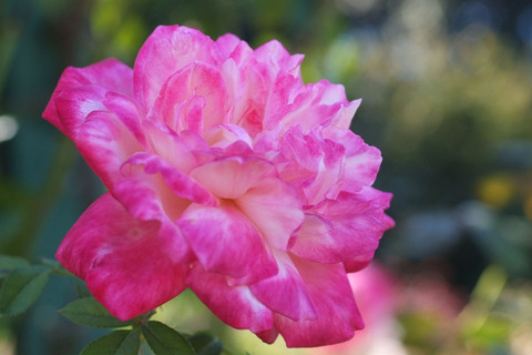 せいか　聖火　（せいか）sDSCF8943